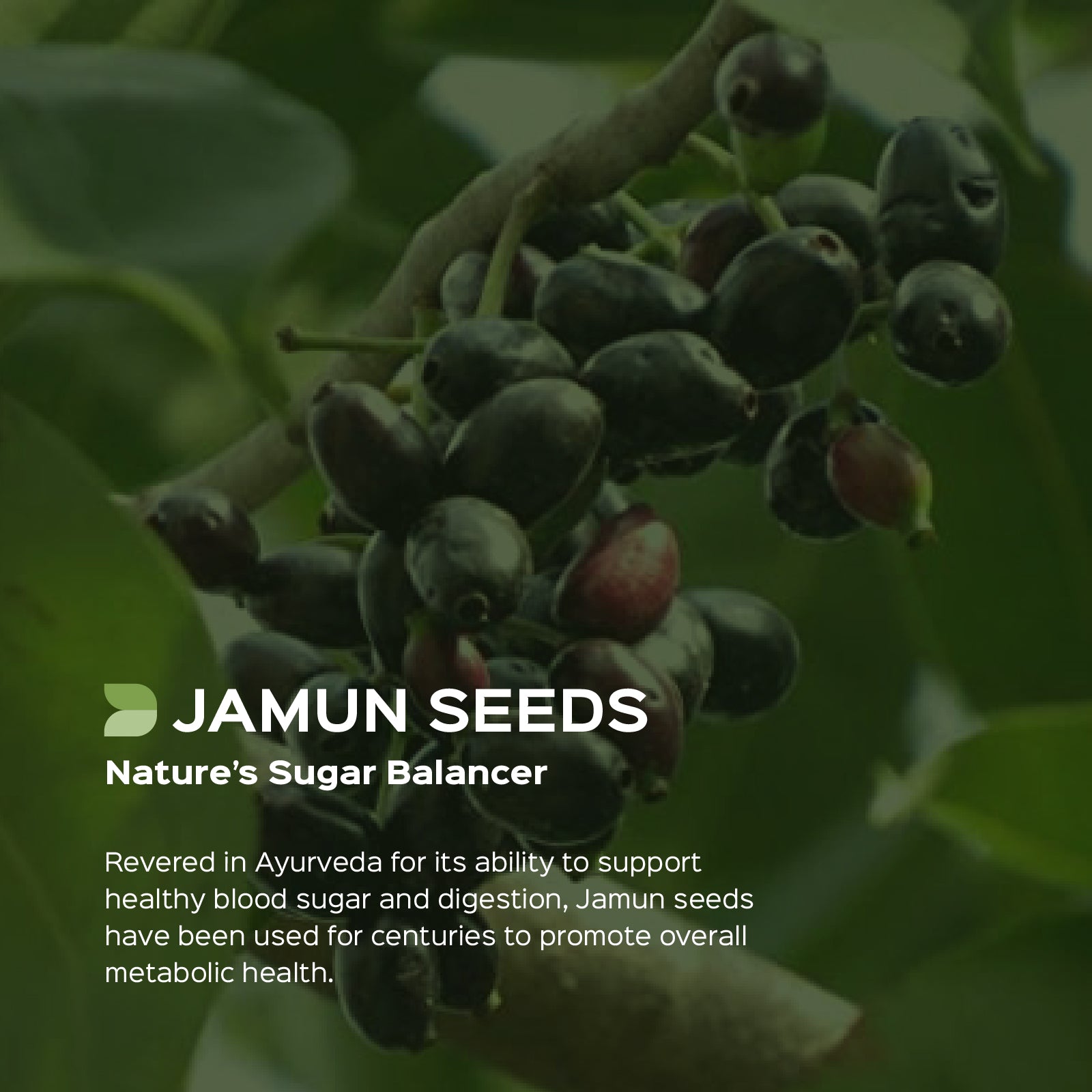 Jamun (Eugenia Jambolana) dry Extract - 5% Bitters by Gravimetry