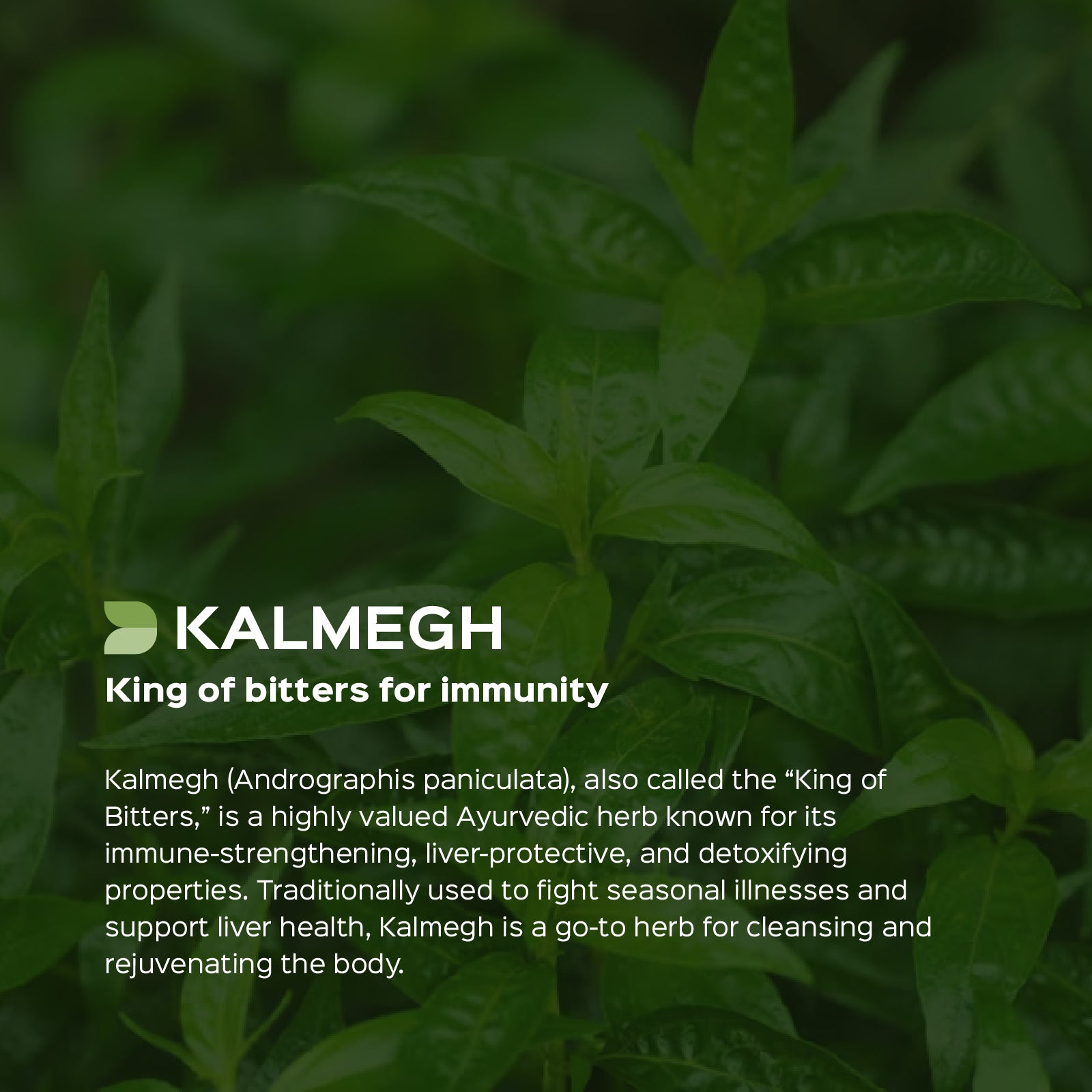 Kalmegh (Andrographis Paniculata) Dry Extract - 10% Total Andrographolide by HPLC