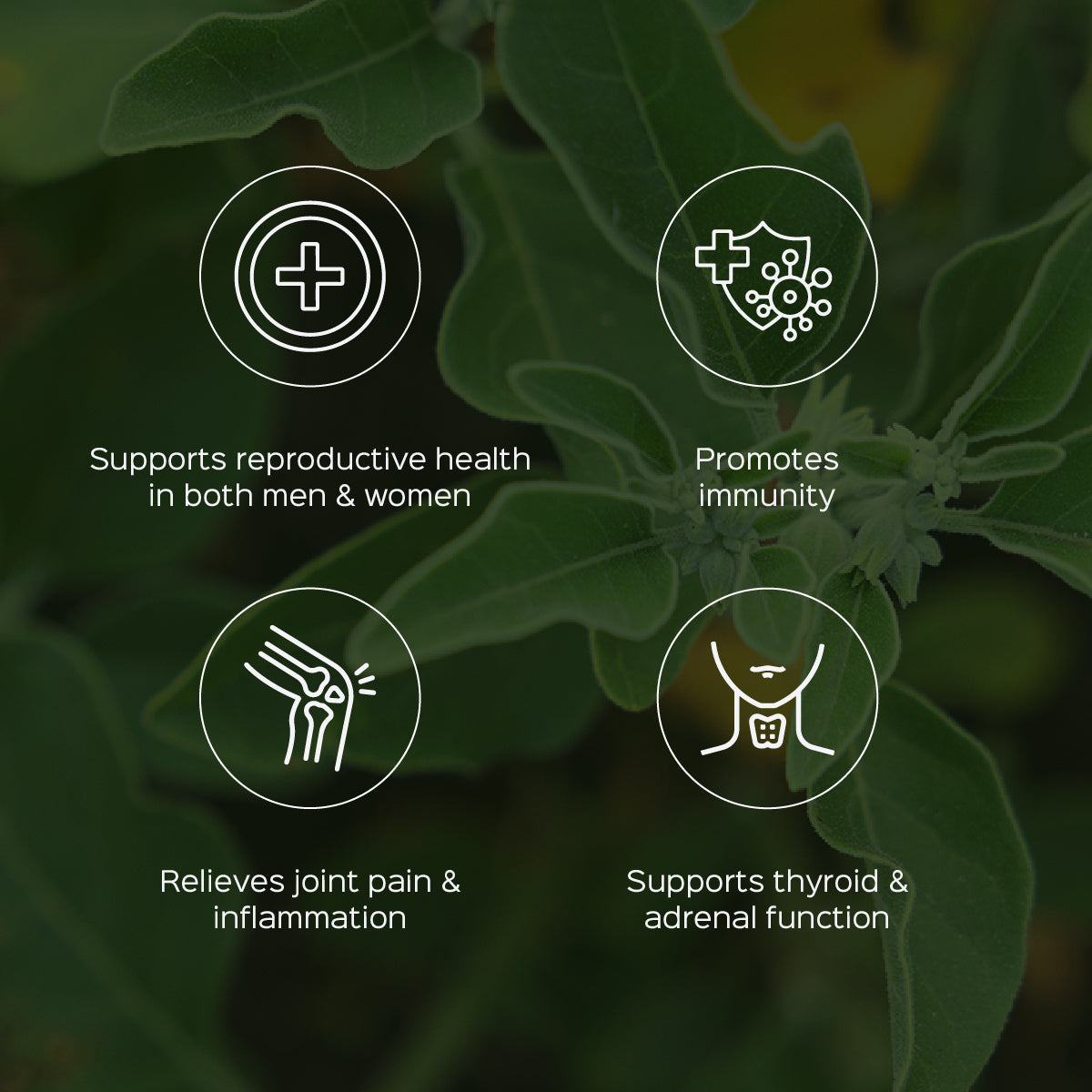 Ashwagandha Extract 60 Veg Capsules (450mg) 2.5% Withanolides