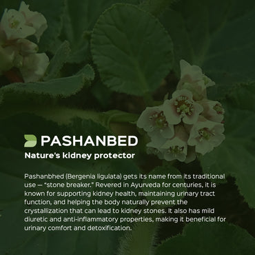 Pashanbhed Root Powder  Saxifraga ligulata