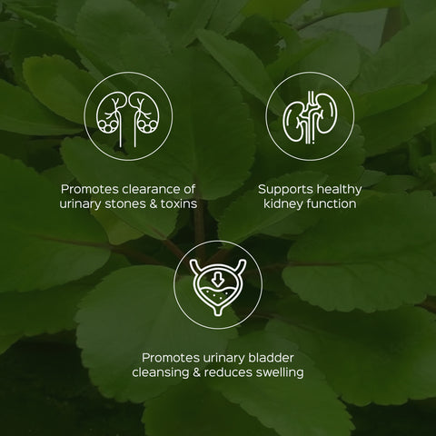 Pashanbhed Root Powder  Saxifraga ligulata