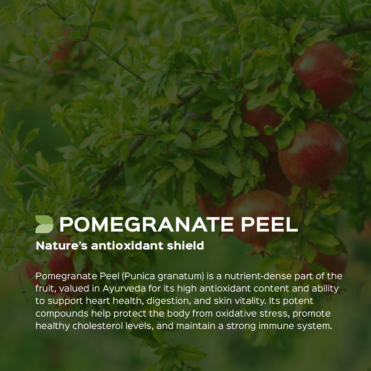 Pomegranate Peel Powder ( Punica Granatum )