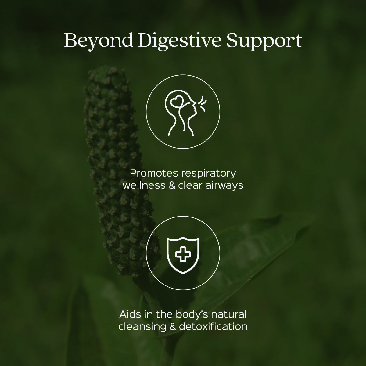 Trikatu Root & Fruits Powder  GINGER + KALIMIRI + PIPPALI