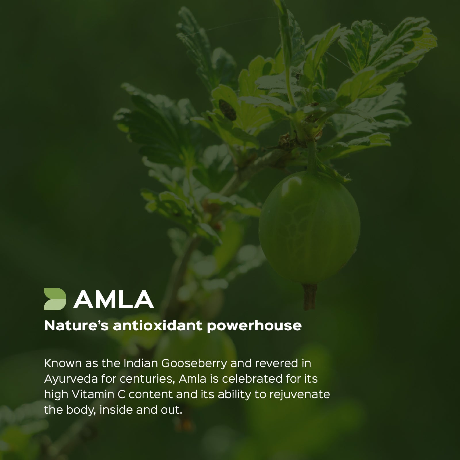 Amla ( Emblica officinalis ) dry Extract - 40% Tannins by Titration