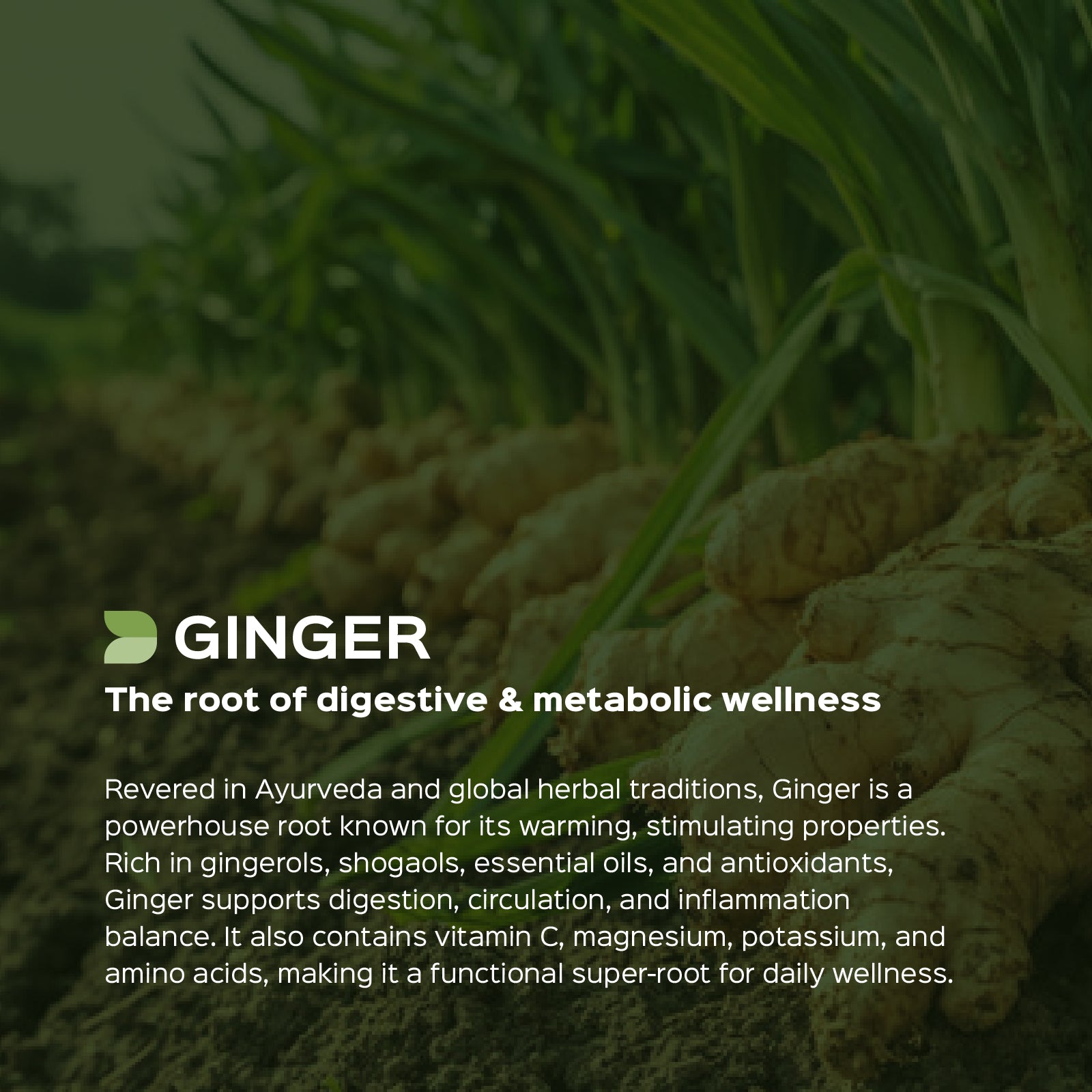 Ginger (Zingiber Officinale) Dry Extract - 5% Gingerols by UV