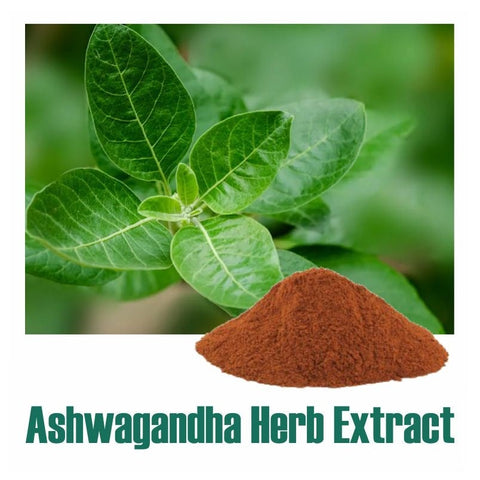 Ashwagandha (Withania somnifera) Dry Extract Herb - 2.5% Total Withanolides by gravimetry