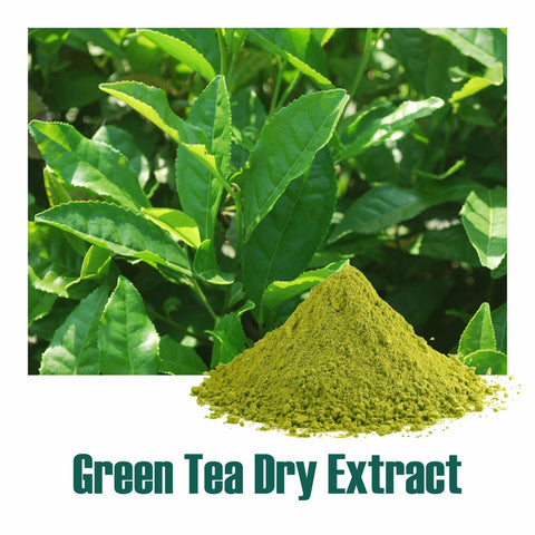 Green Tea (Camellia Sinensis) dry Extract - 50% Polyphenols by UV