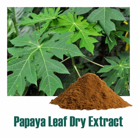Papaya leaf Dry Extract 