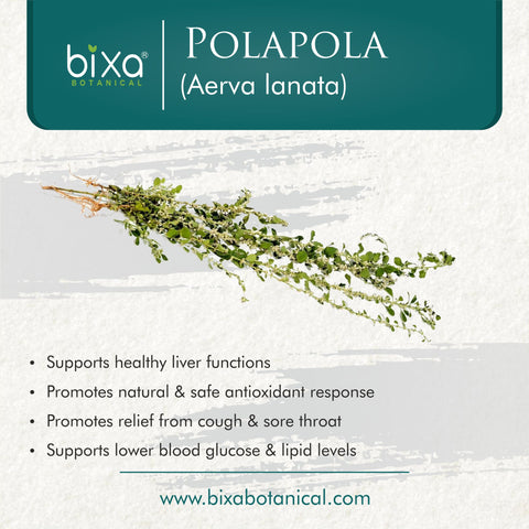Polapola Leaves Powder  Aerva lanata
