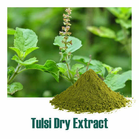 Holy basil / Tulsi (Ocimum sanctum) dry Extract - 2.5% Total Usrolic Acid by HPLC